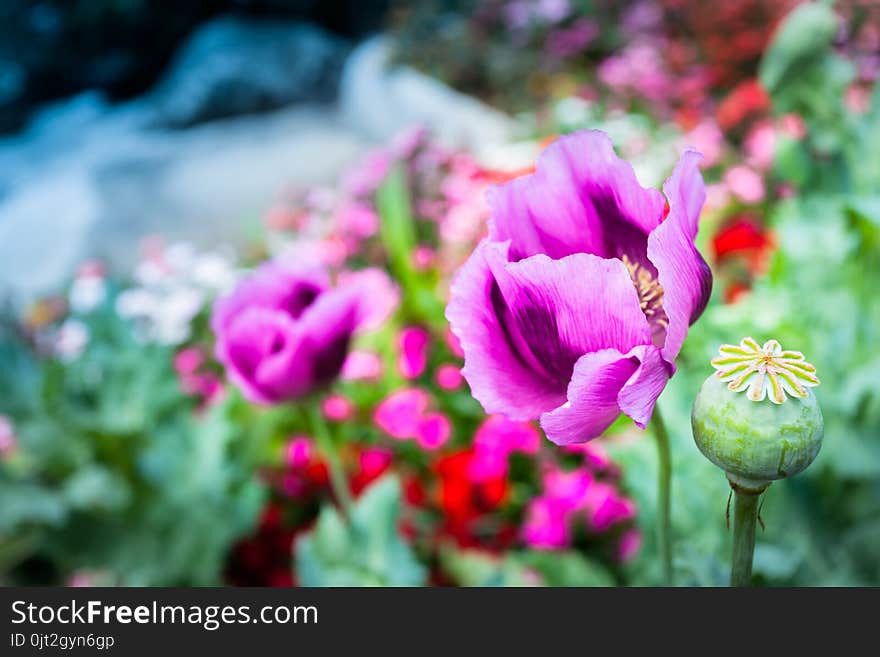 Opium can be extracted as heroin.