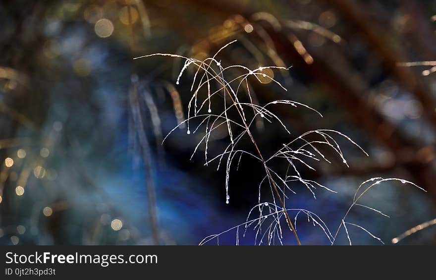 Light Reflection On The Meadow