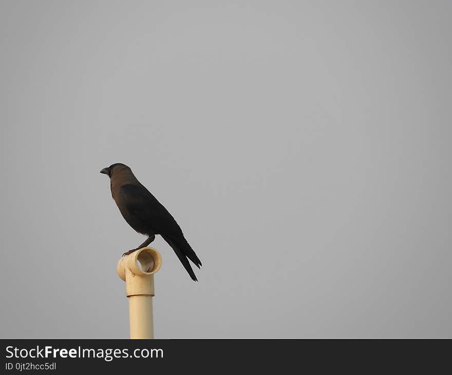 Gray crow also called as Corvus cornix bird, hooded crow, hoodie, Scotch, Danish, mist crow, Nebelkrahe, house crow, Corvus splendens. Gray crow also called as Corvus cornix bird, hooded crow, hoodie, Scotch, Danish, mist crow, Nebelkrahe, house crow, Corvus splendens