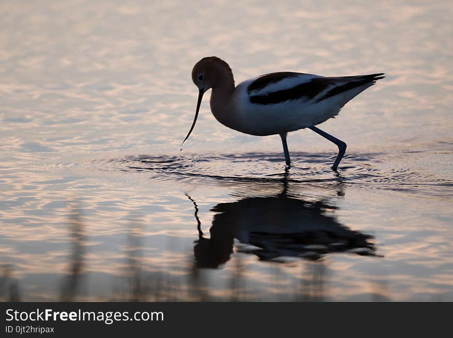 One American Avocet gracefully wading in colourful rippled water at sunset. One American Avocet gracefully wading in colourful rippled water at sunset