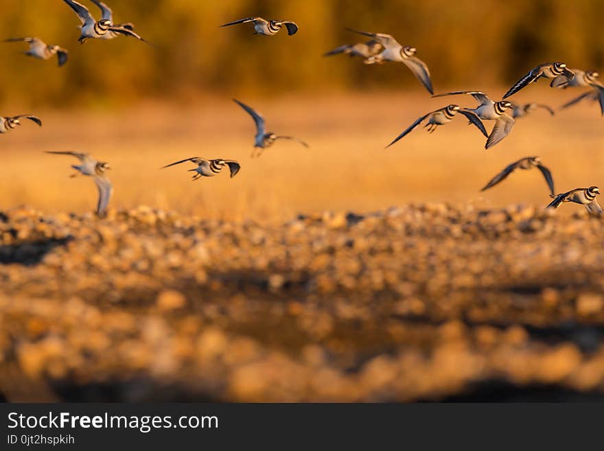 Abstract Birds In Flight sunset