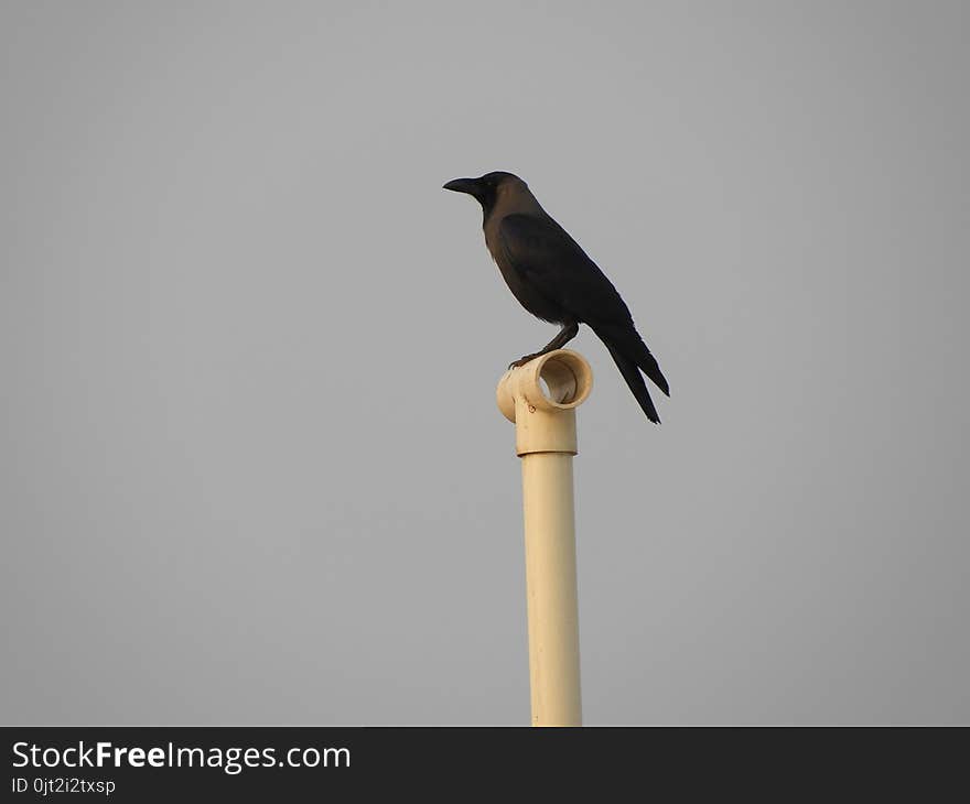 Indian domestic gray crow