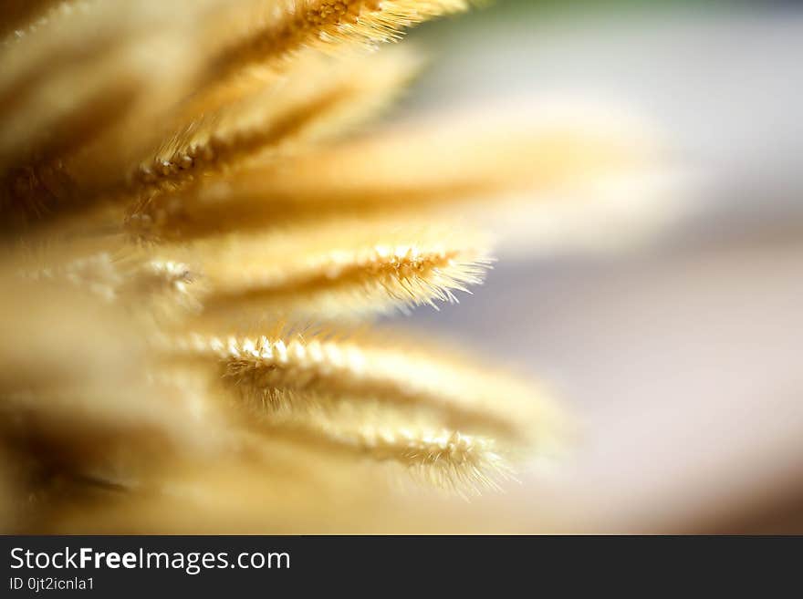 Grass Wild Flower In Garden Under Sunlight,abstract Natural Back