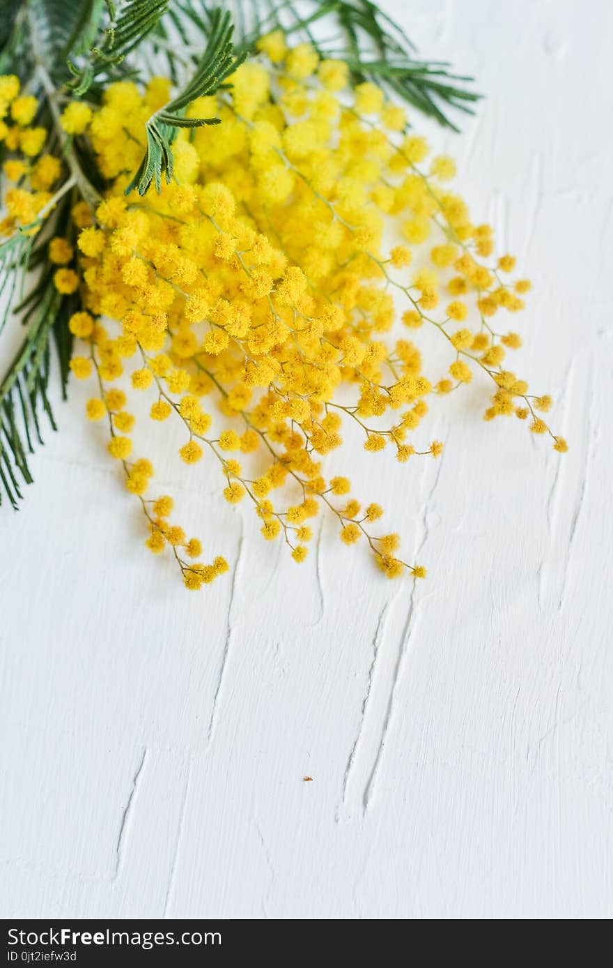 Floral background: a branch of Mimosa on a light background, copyspace for your text: greeting card, blank, mockup, background for greetings on mother's day, international women's day, soft focus