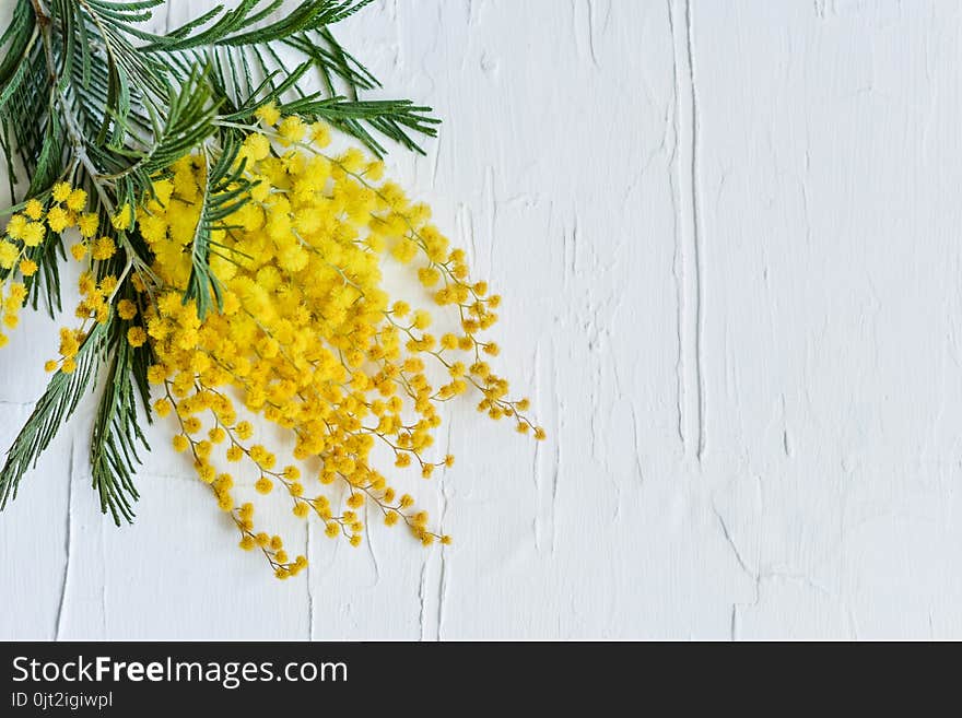 Floral background: a branch of Mimosa on a light background, copyspace for your text: greeting card, blank, mockup, background for