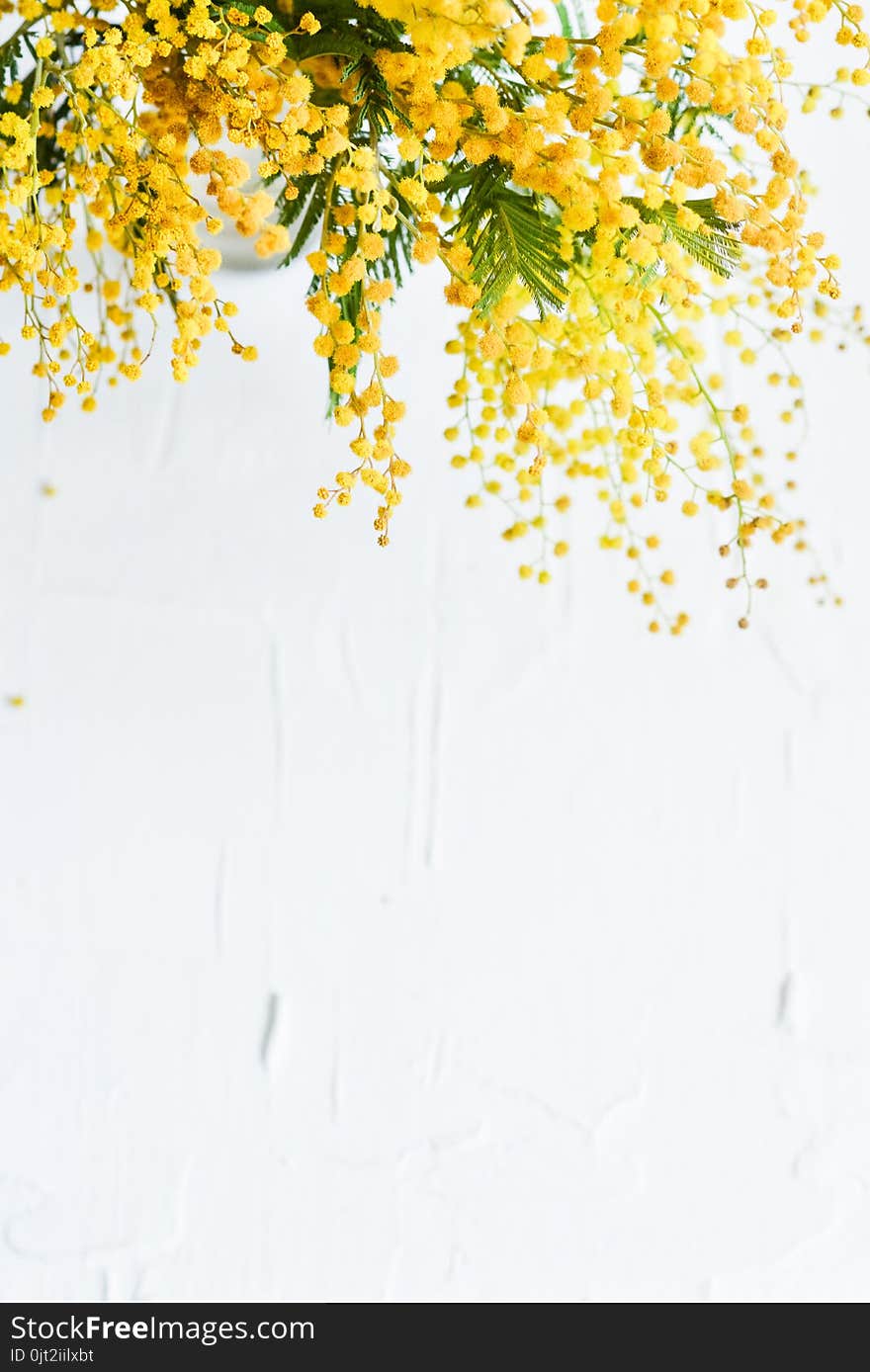 Floral background: a branch of Mimosa on a light background, copyspace for your text: greeting card, blank, mockup, background for