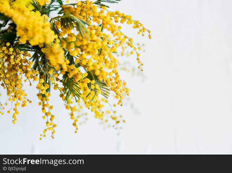 branch of a Mimosa on a light background, copyspace for your text: greeting card, blank, mockup, background for greetings on mother's day, international women's day, soft focus