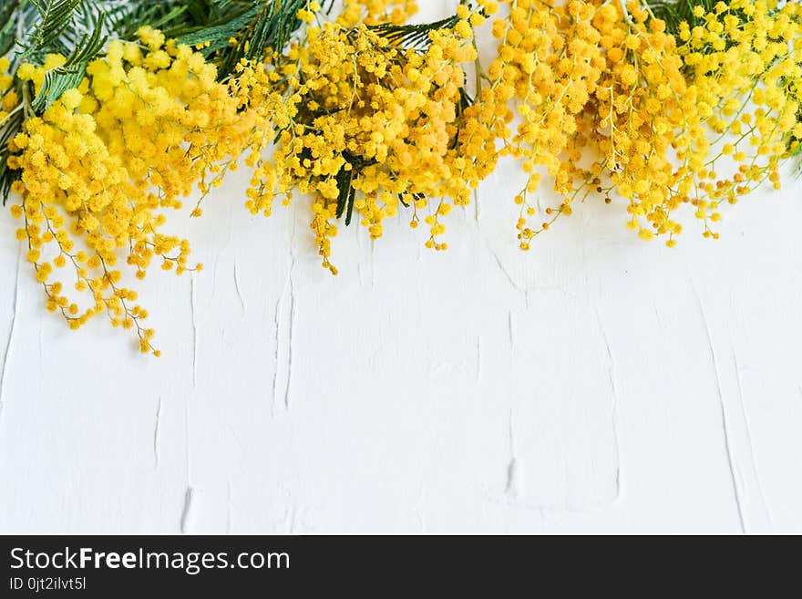 Floral background: a branch of Mimosa on a light background, copyspace for your text: greeting card, blank, mockup, background for