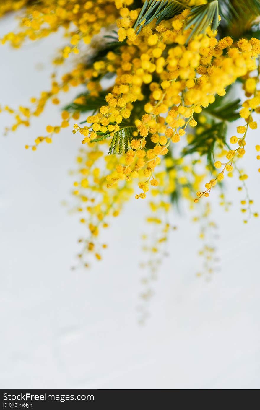 branch of a Mimosa on a light background, copyspace for your text: greeting card, blank, mockup, background for greetings on mother's day, international women's day, soft focus