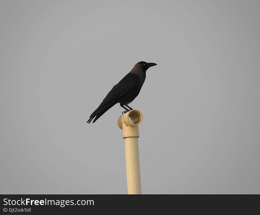 Indian domestic gray crow