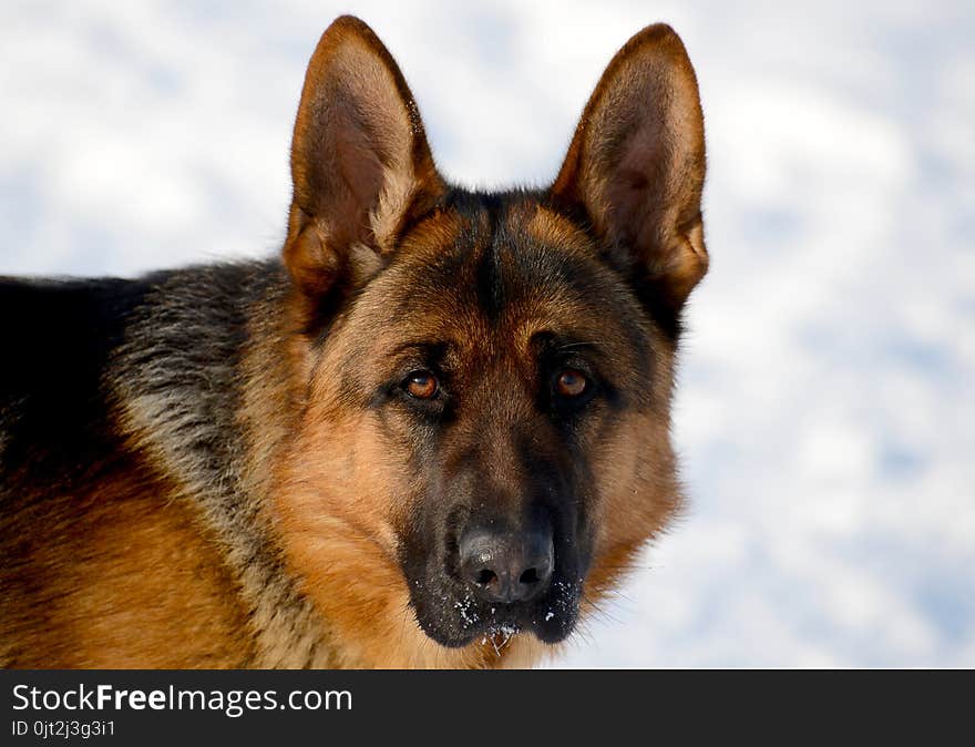 Dog german shepherd in a park