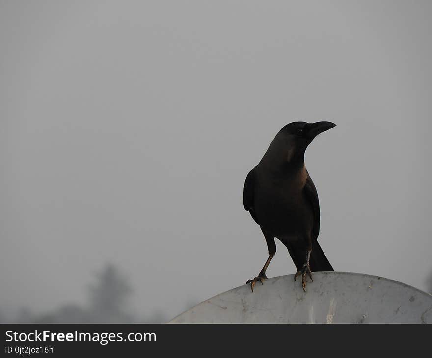 Indian Domestic Gray Crow