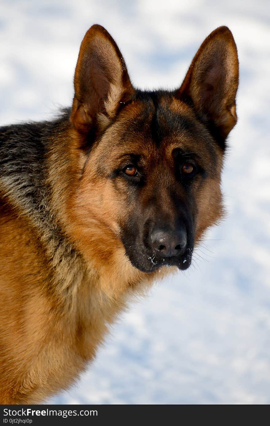 Dog german shepherd in a park in a winter day