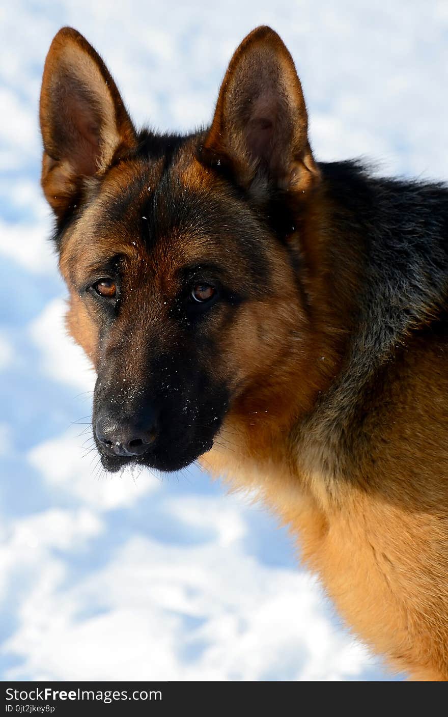 Dog german shepherd in a park in a winter day