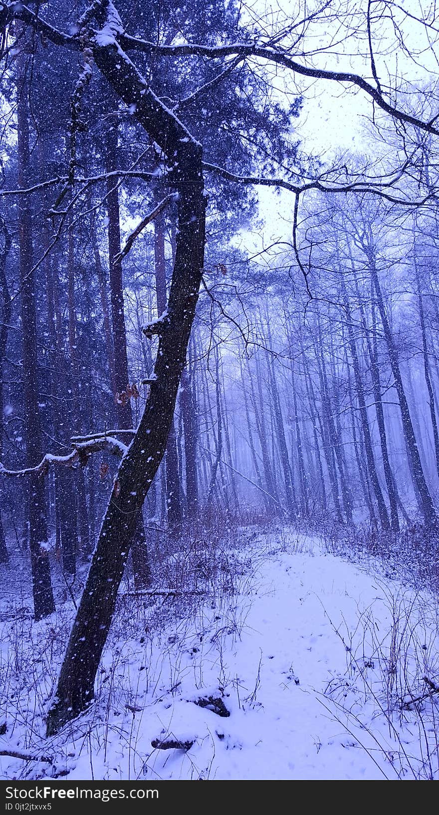 Winter landscape.