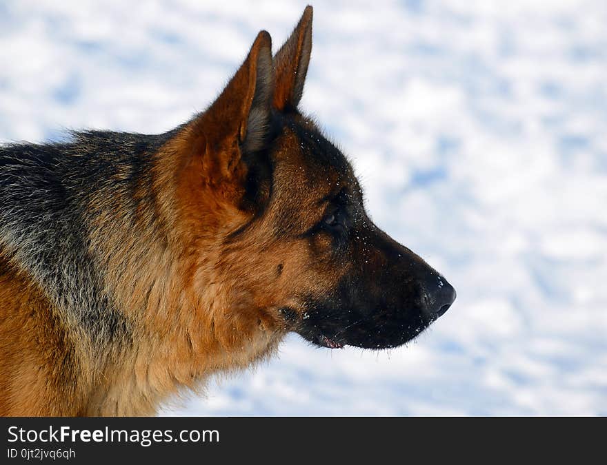 Dog German Shepherd In A Park