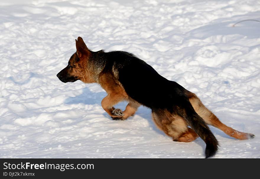 German shepherd running in the snow