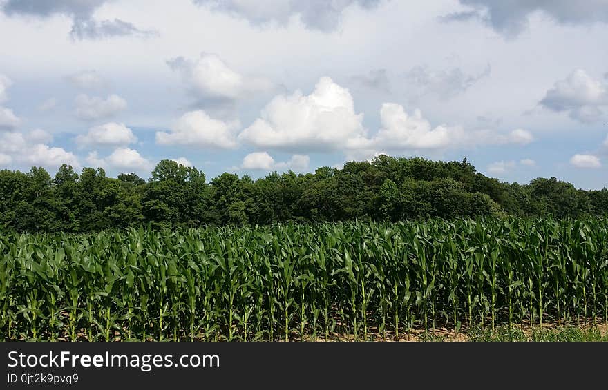 Summer Corn Crop