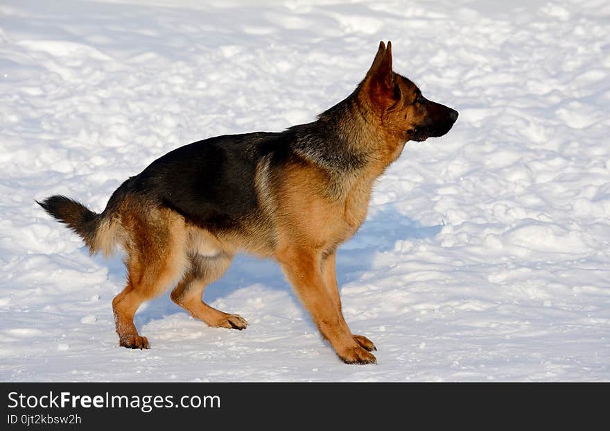 Dog german shepherd in a park in a winter day