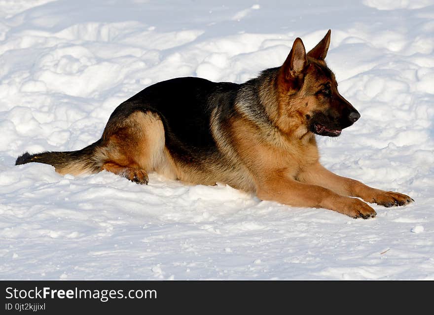 Dog german shepherd in a park in a winter day