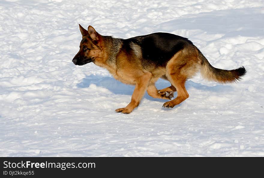 Young puppy german shepherd running in the snow