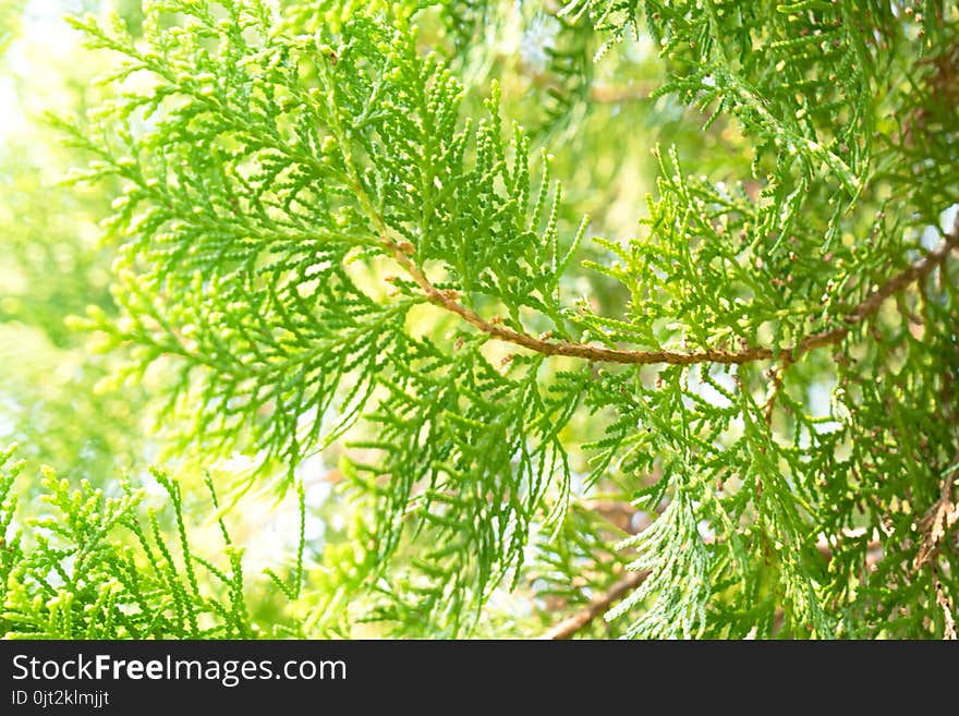 Closeup Pine Green leaf for background .