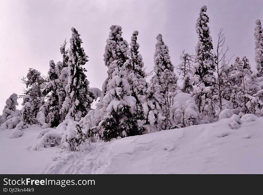 The picture spring landscape with trees. The picture spring landscape with trees