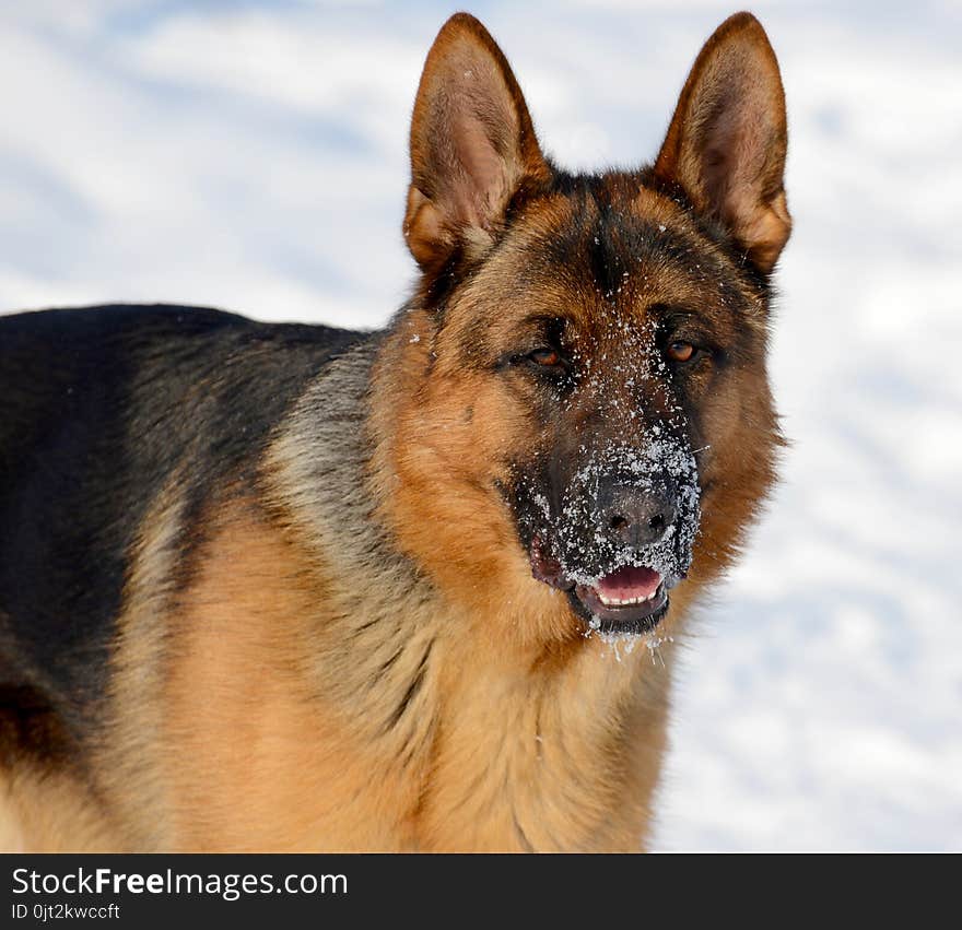 Dog german shepherd in a park in a winter day