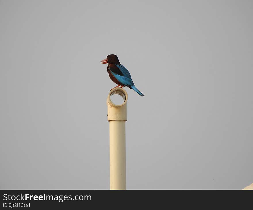 White-throated Kingfisher or Halcyon smyrnensis