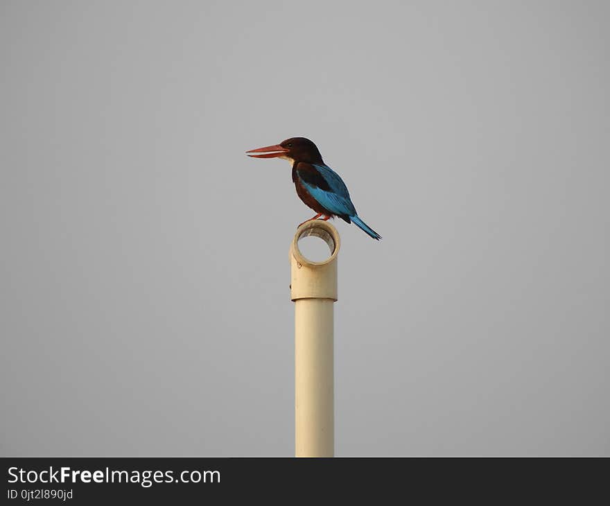 White-throated Kingfisher also called as Halcyon smyrnensis, Pelargopsis capensis blue wings in its native environment. India. White-throated Kingfisher also called as Halcyon smyrnensis, Pelargopsis capensis blue wings in its native environment. India.