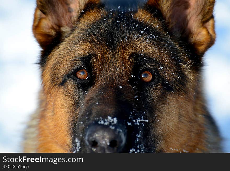 Dog german shepherd in a park in a winter day. Muzzle in snow