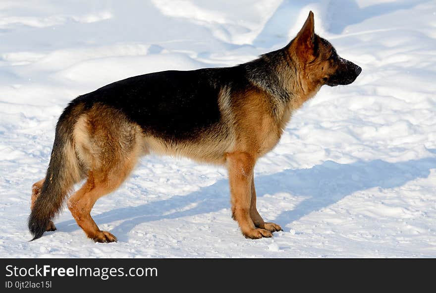 Dog german shepherd in a park in a winter day