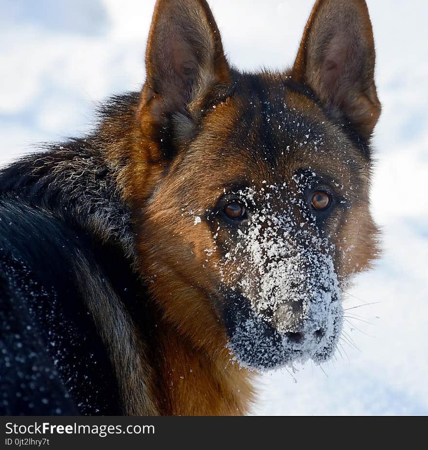 Dog german shepherd in a park in a winter day