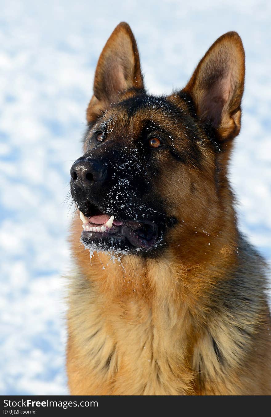 Dog german shepherd in a park in a winter day. Muzzle in snow