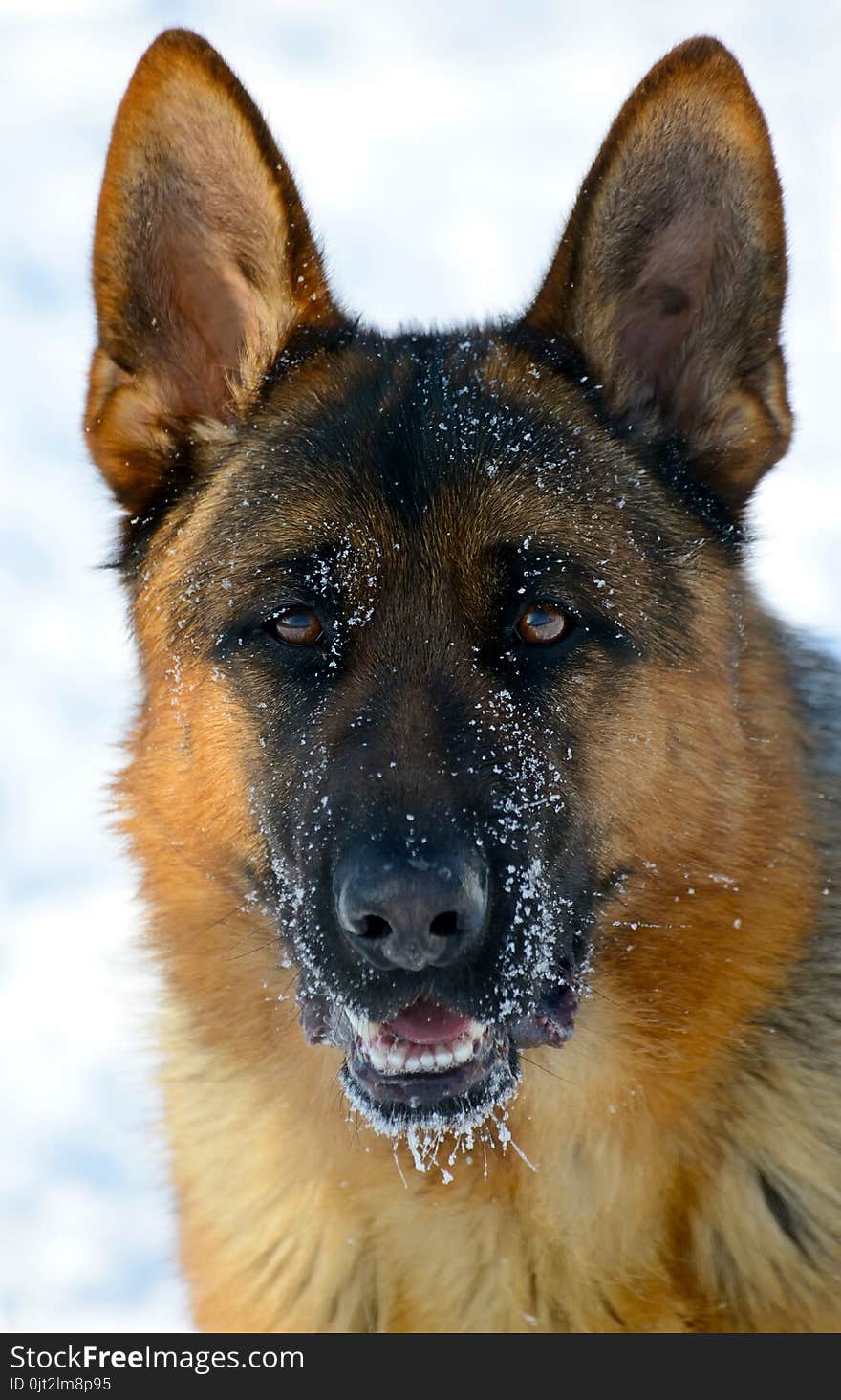 Dog german shepherd in a park in a winter day