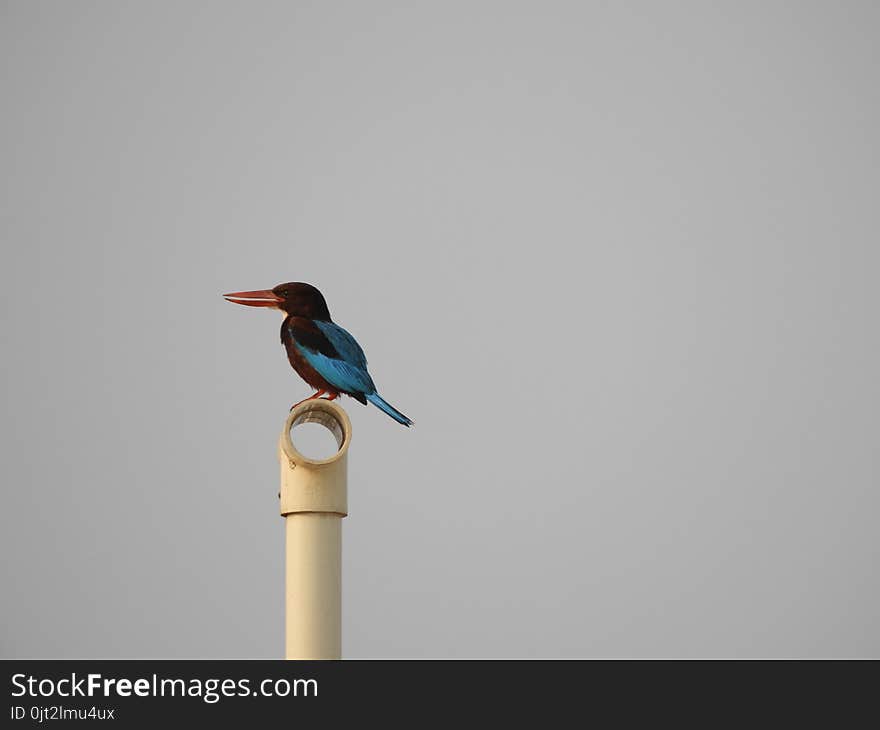 White-throated Kingfisher also called as Halcyon smyrnensis, Pelargopsis capensis blue wings in its native environment. India. White-throated Kingfisher also called as Halcyon smyrnensis, Pelargopsis capensis blue wings in its native environment. India.