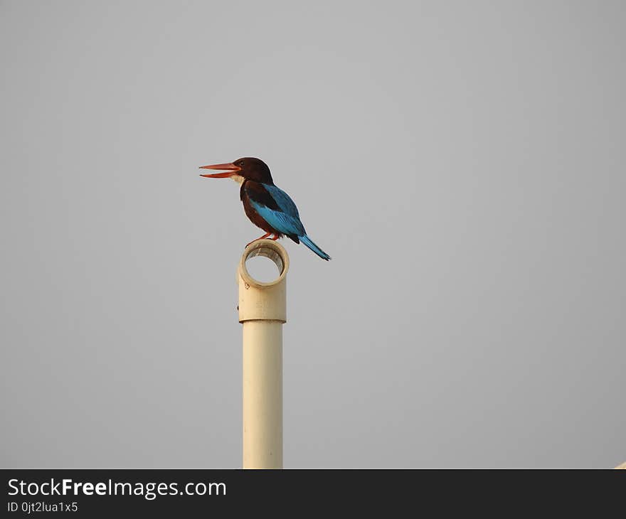 White-throated Kingfisher also called as Halcyon smyrnensis, Pelargopsis capensis blue wings in its native environment. India. White-throated Kingfisher also called as Halcyon smyrnensis, Pelargopsis capensis blue wings in its native environment. India.