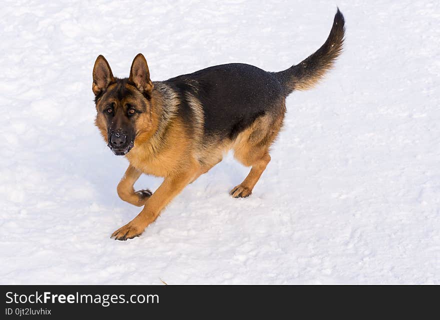 German shepherd running in the snow