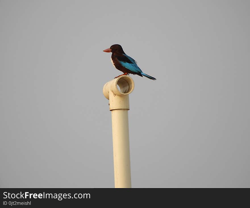 White-throated Kingfisher also called as Halcyon smyrnensis, Pelargopsis capensis blue wings in its native environment. India. White-throated Kingfisher also called as Halcyon smyrnensis, Pelargopsis capensis blue wings in its native environment. India.