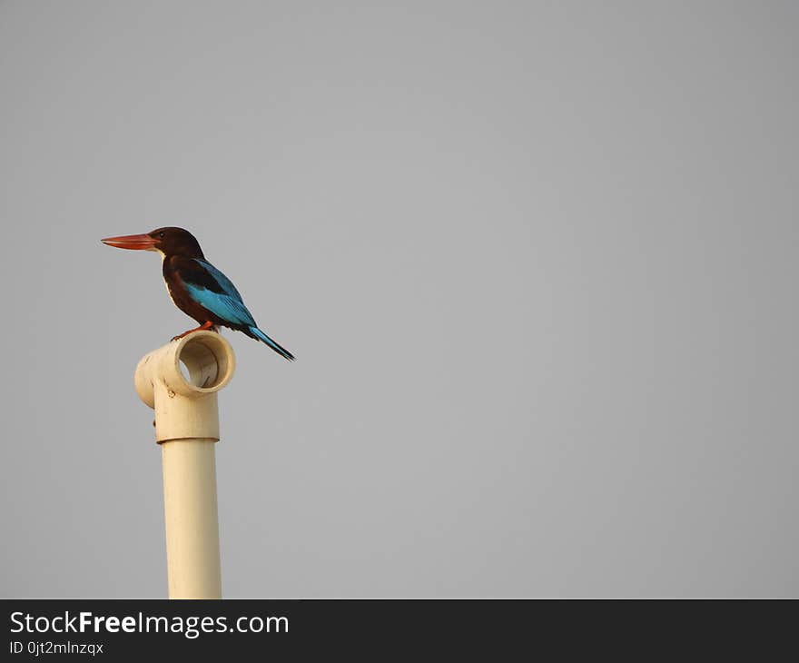 White-throated Kingfisher also called as Halcyon smyrnensis, Pelargopsis capensis blue wings in its native environment. India. White-throated Kingfisher also called as Halcyon smyrnensis, Pelargopsis capensis blue wings in its native environment. India.