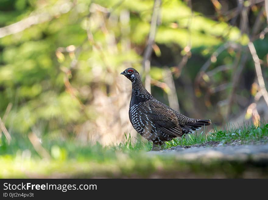 Spruce Grouse On Sunlit Forest