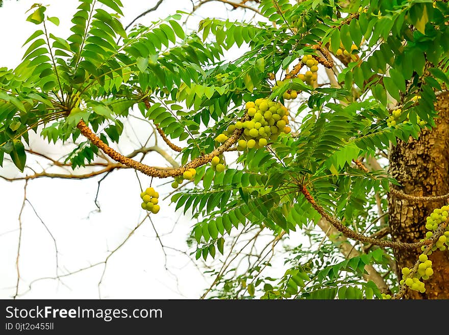 Gooseberry Often Produce Branches And Bushy.