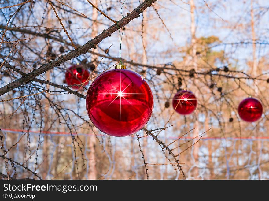 Larch branches in winter, decorated for Christmas with large glass red balls, against the sky, winter festive landscape close-up