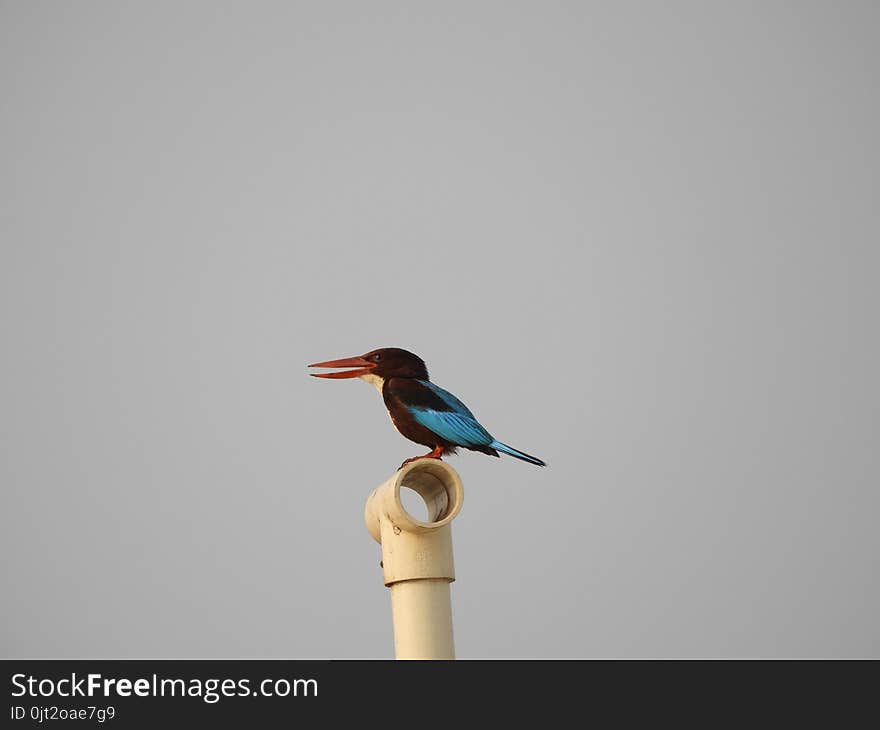 White throat kingfisher