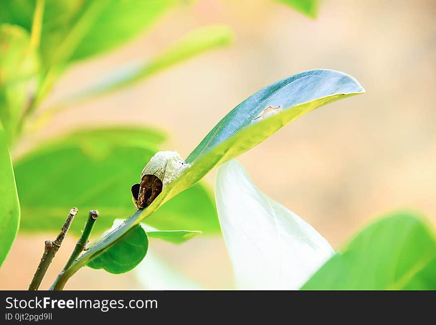 Insects that nest in the nest when it`s fully grown, then it starts to leave the nest. Insects that nest in the nest when it`s fully grown, then it starts to leave the nest.