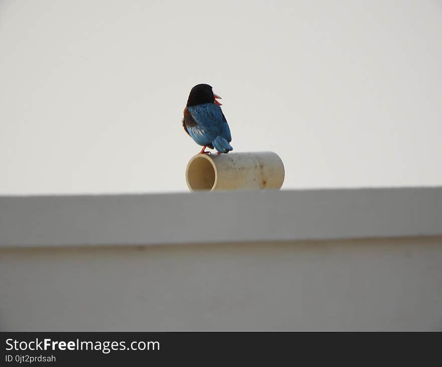 White throat kingfisher