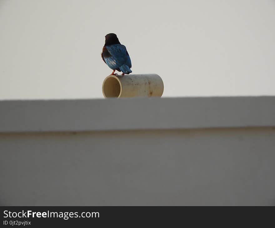 White throat kingfisher