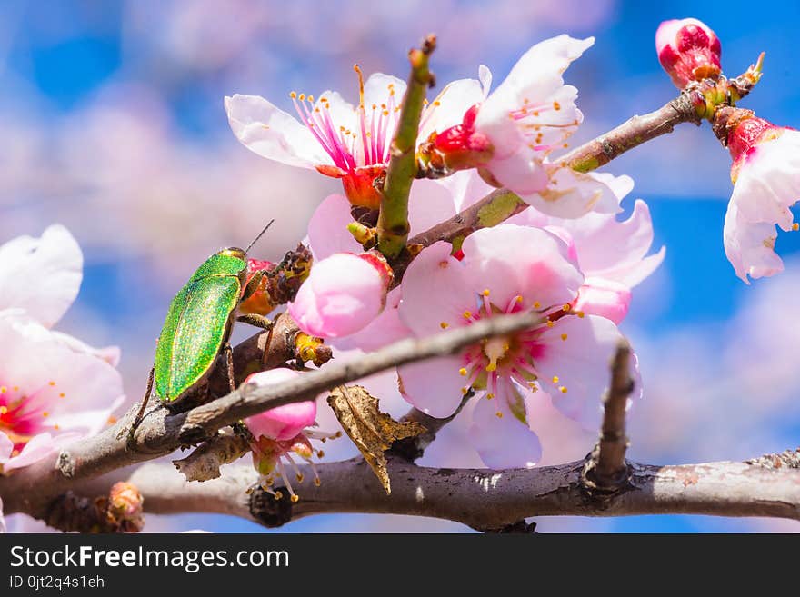 Pink blossoms on a almond tree branch close-up