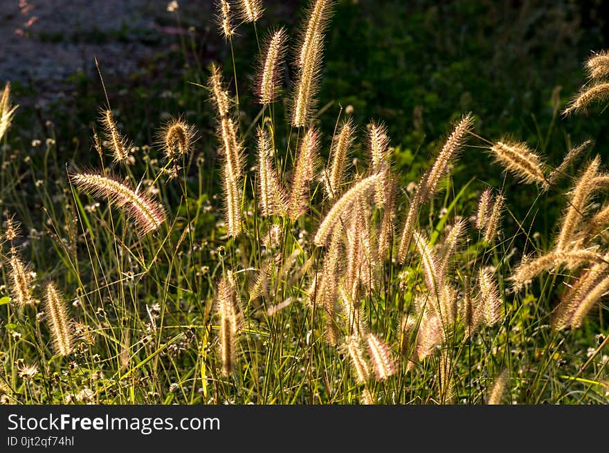 Grass flower in sunlight in morning