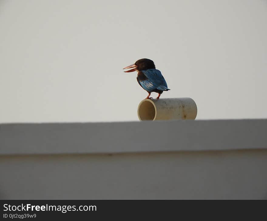 White throat kingfisher